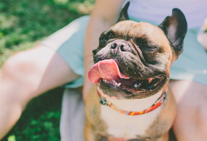 French bulldog sticking tongue out in front of person